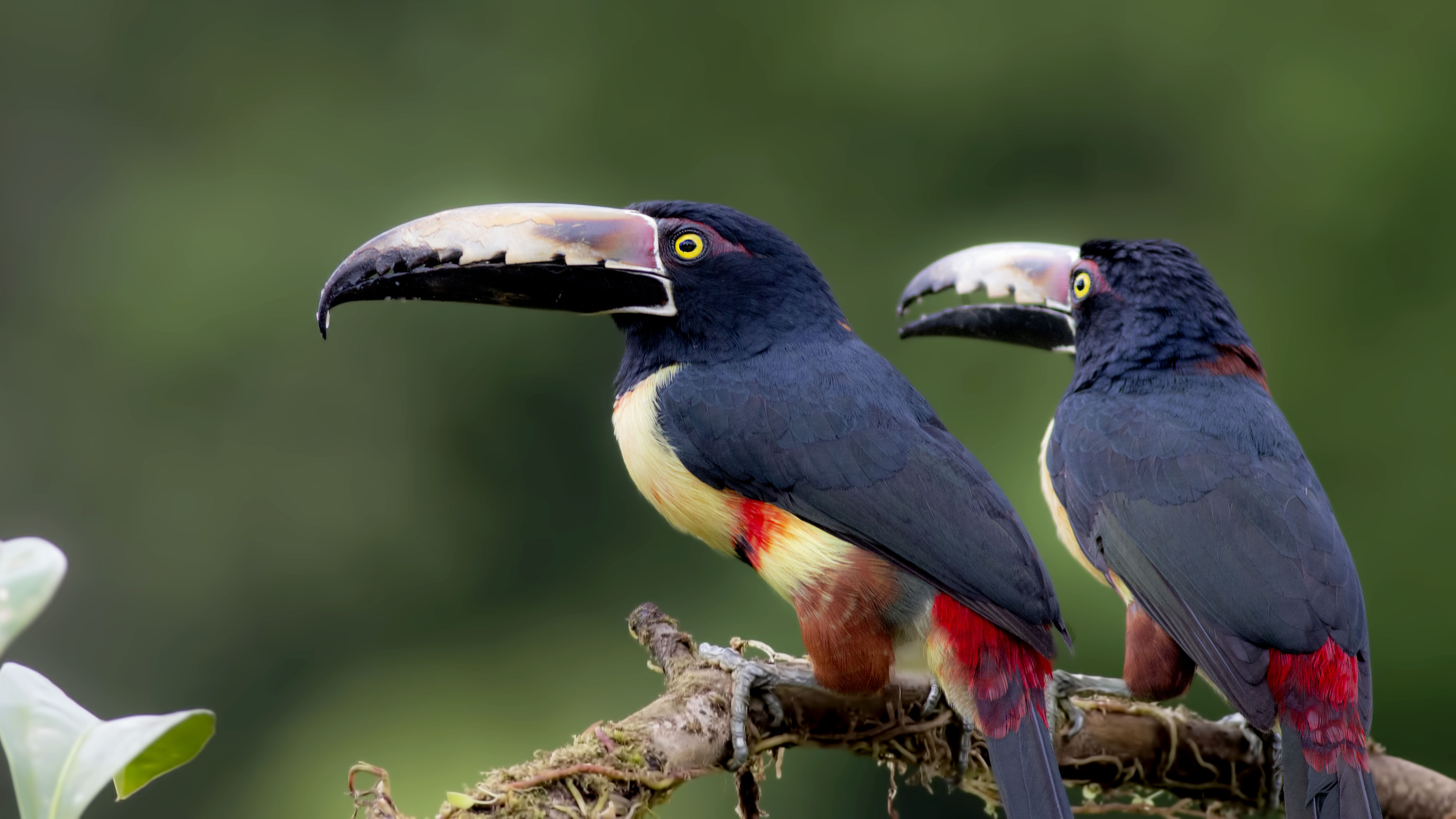 Collared Aracari